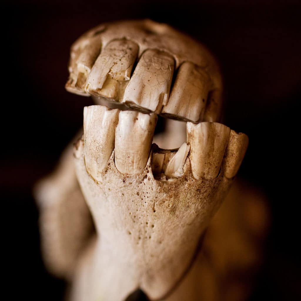 close up photo of a horse jaw